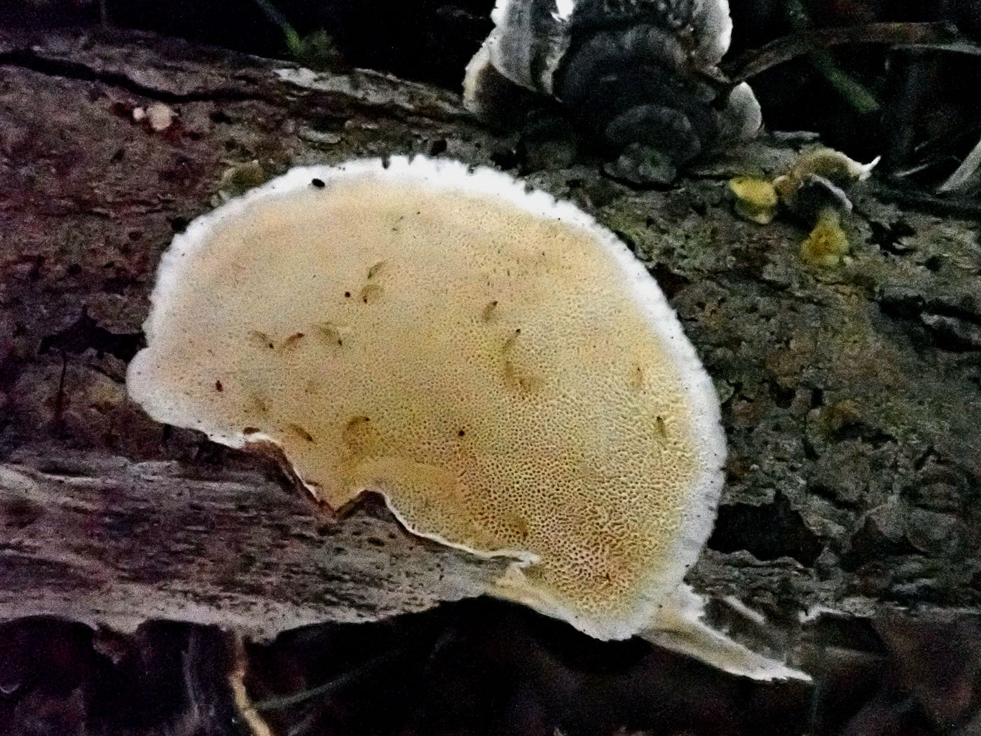 Photo by Penny Cullington Trametes versicolor by Penny Cullington